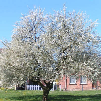 Wildberg - Obstbaum 