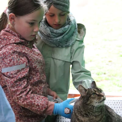 Bild vergr&ouml;&szlig;ern: Diese Katze ließ sich gern streicheln.